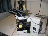 Olympus BX 50 F3 Microscope