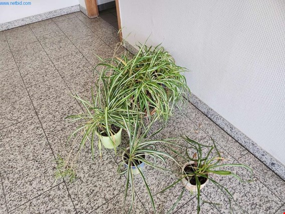 Used 5 Green plants for Sale (Trading Premium) | NetBid Industrial Auctions